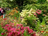 Anna at Monet's garden in Giverny : Anna Stenson